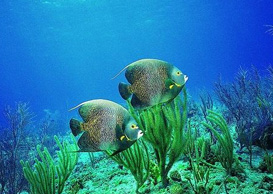 環(huán)境影響評(píng)價(jià)、排污許可證、應(yīng)急預(yù)案